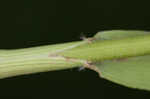 Hairy woodland brome